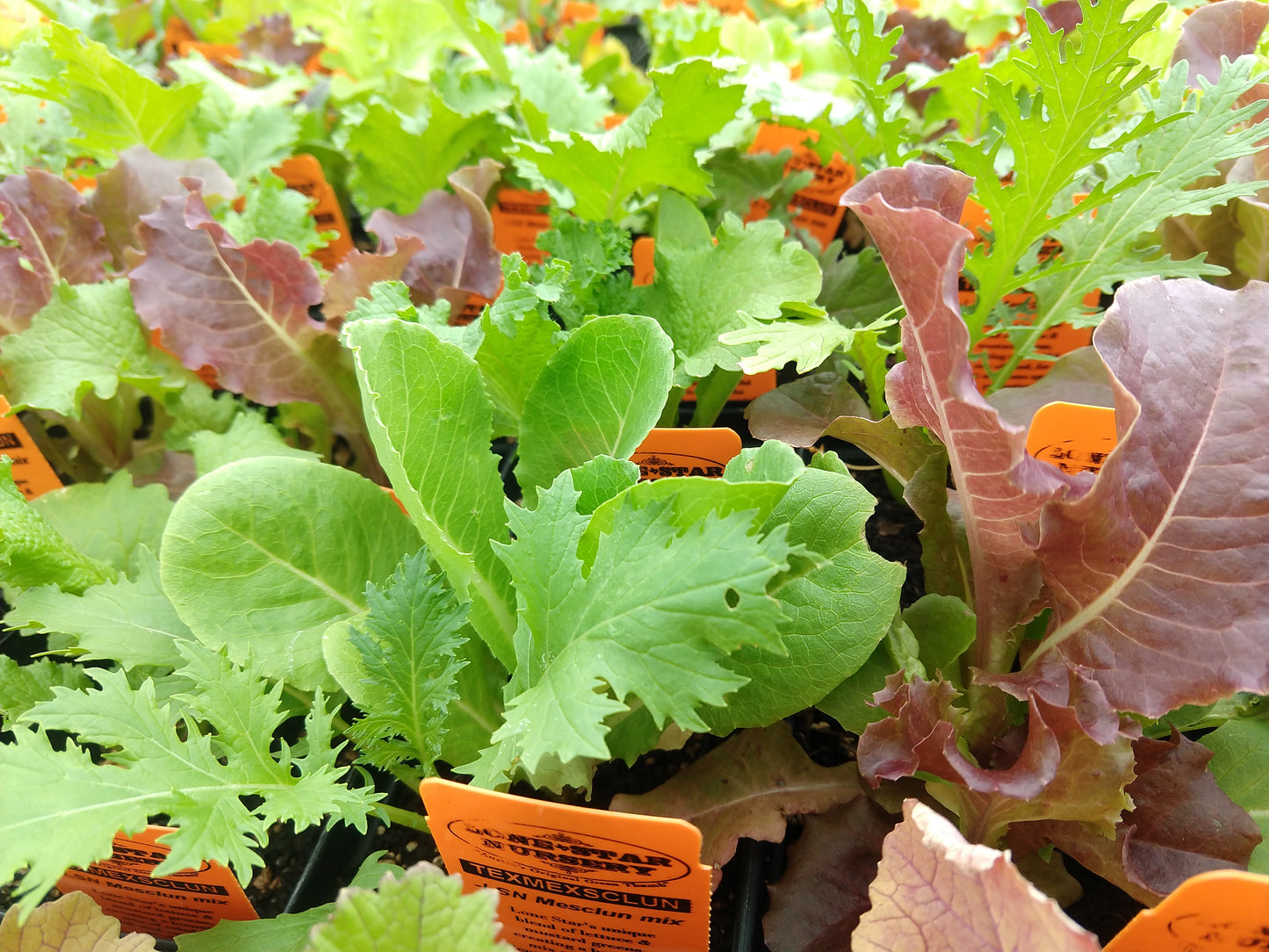 GREENS MIX 'TexMexsclun'