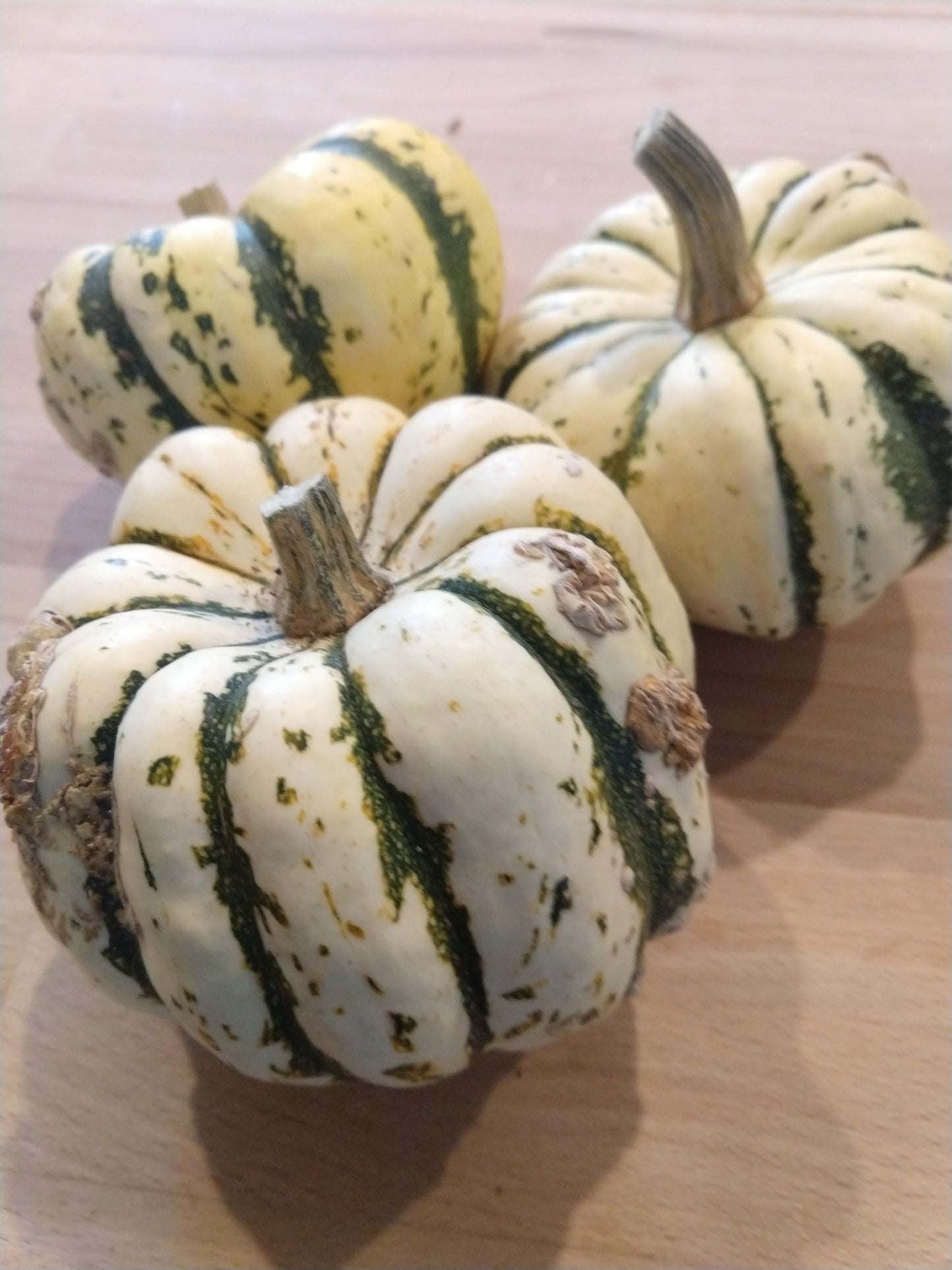 SQUASH 'Sweet Dumpling'