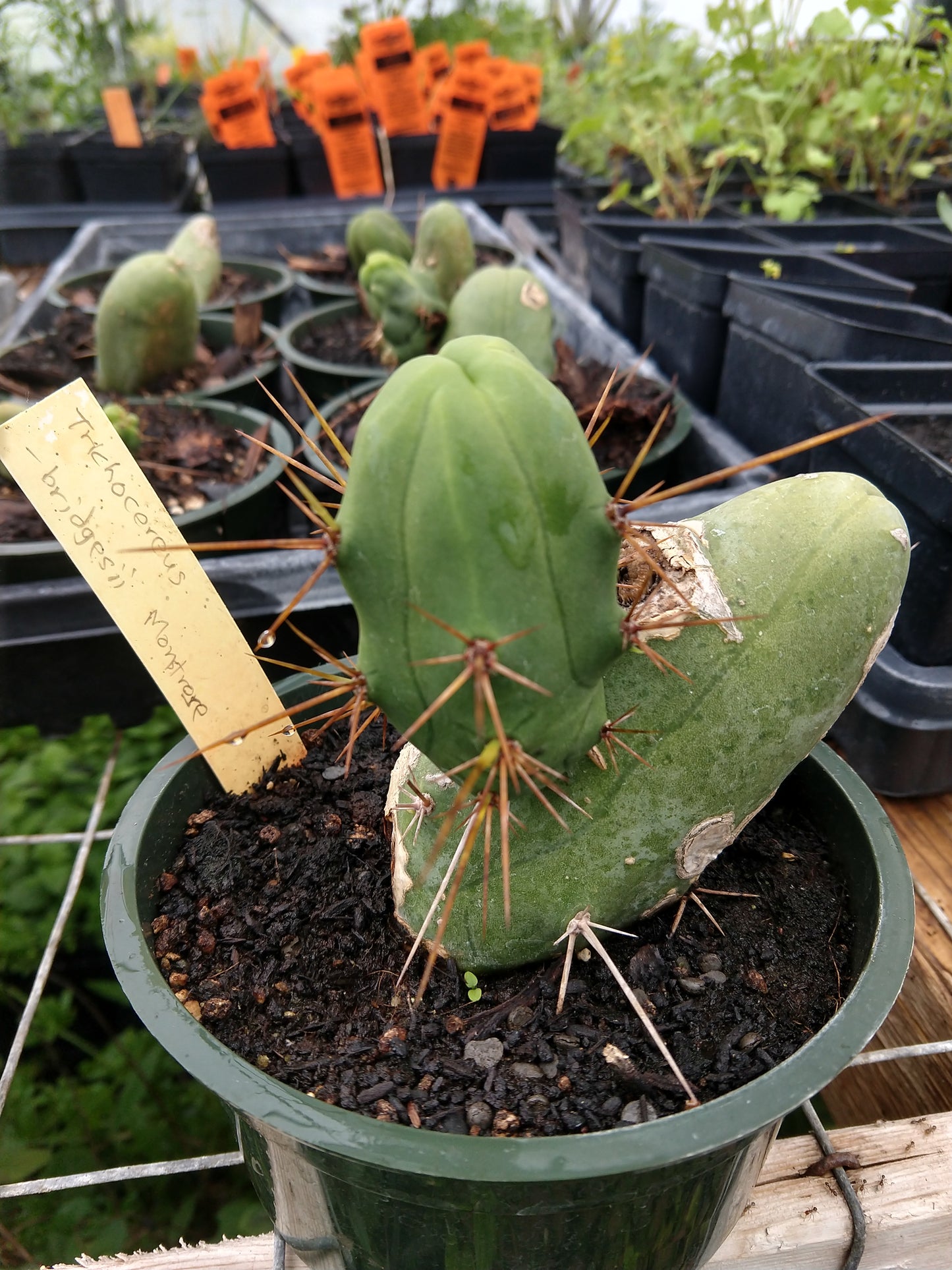 Trichocereus bridgesii 'Monstrose' --Penis Cactus--