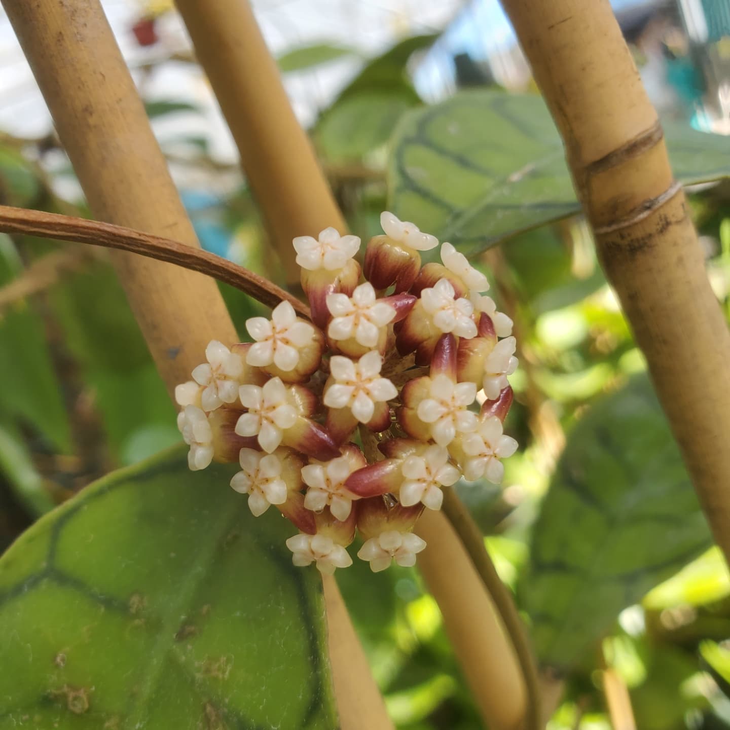 Hoya callistophylla
