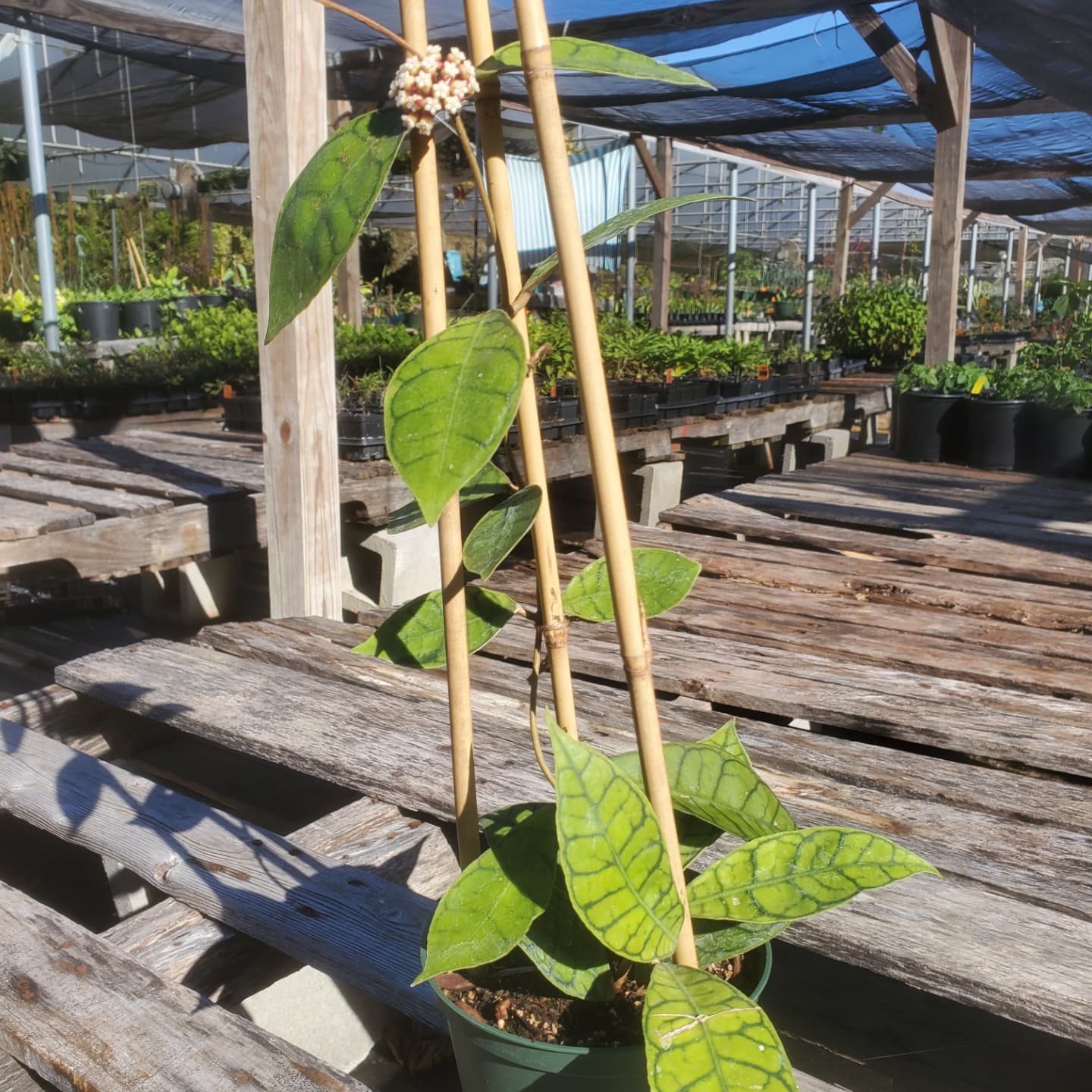 Hoya callistophylla