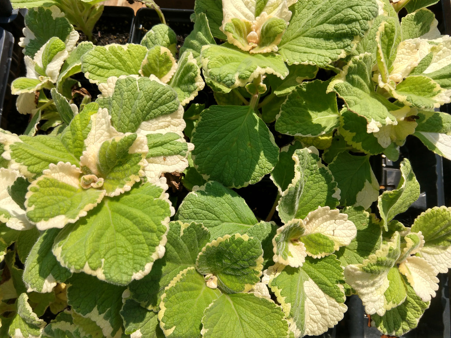 LEMON LEAF 'Variegated' --Plectranthus ciliatus 'Lemon & Lime'--