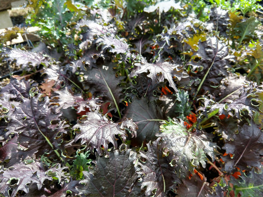 KALE 'CN-RKAL 1039 Red'