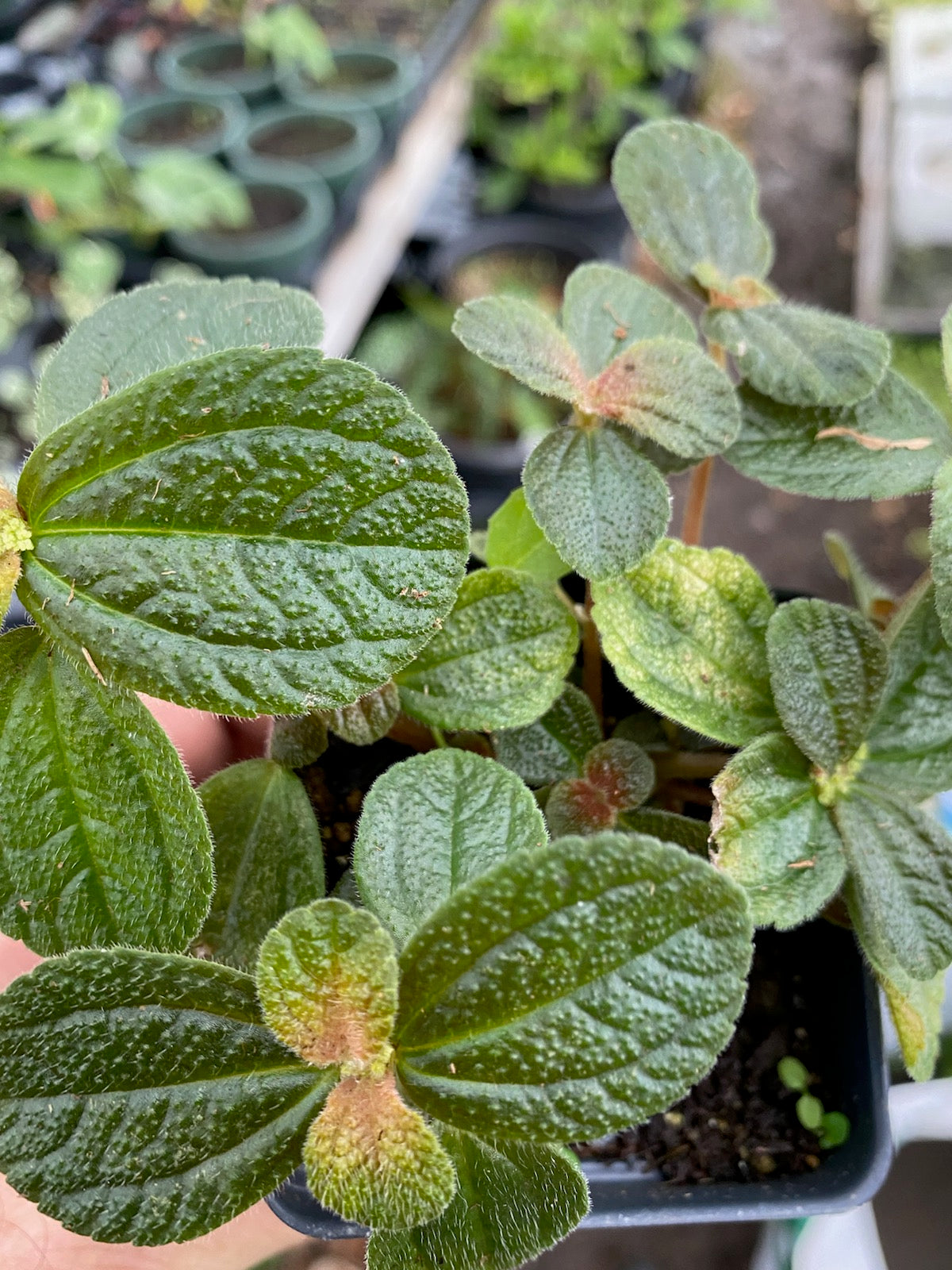 Pilea involucrata --Friendship Plant--