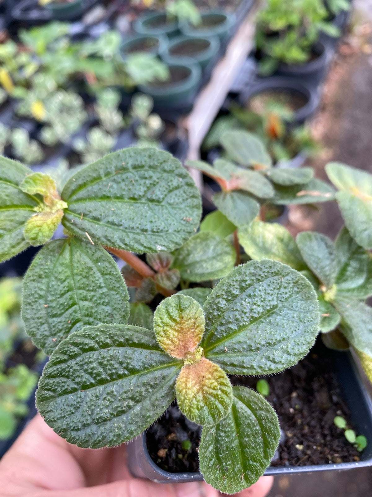 Pilea involucrata --Friendship Plant--