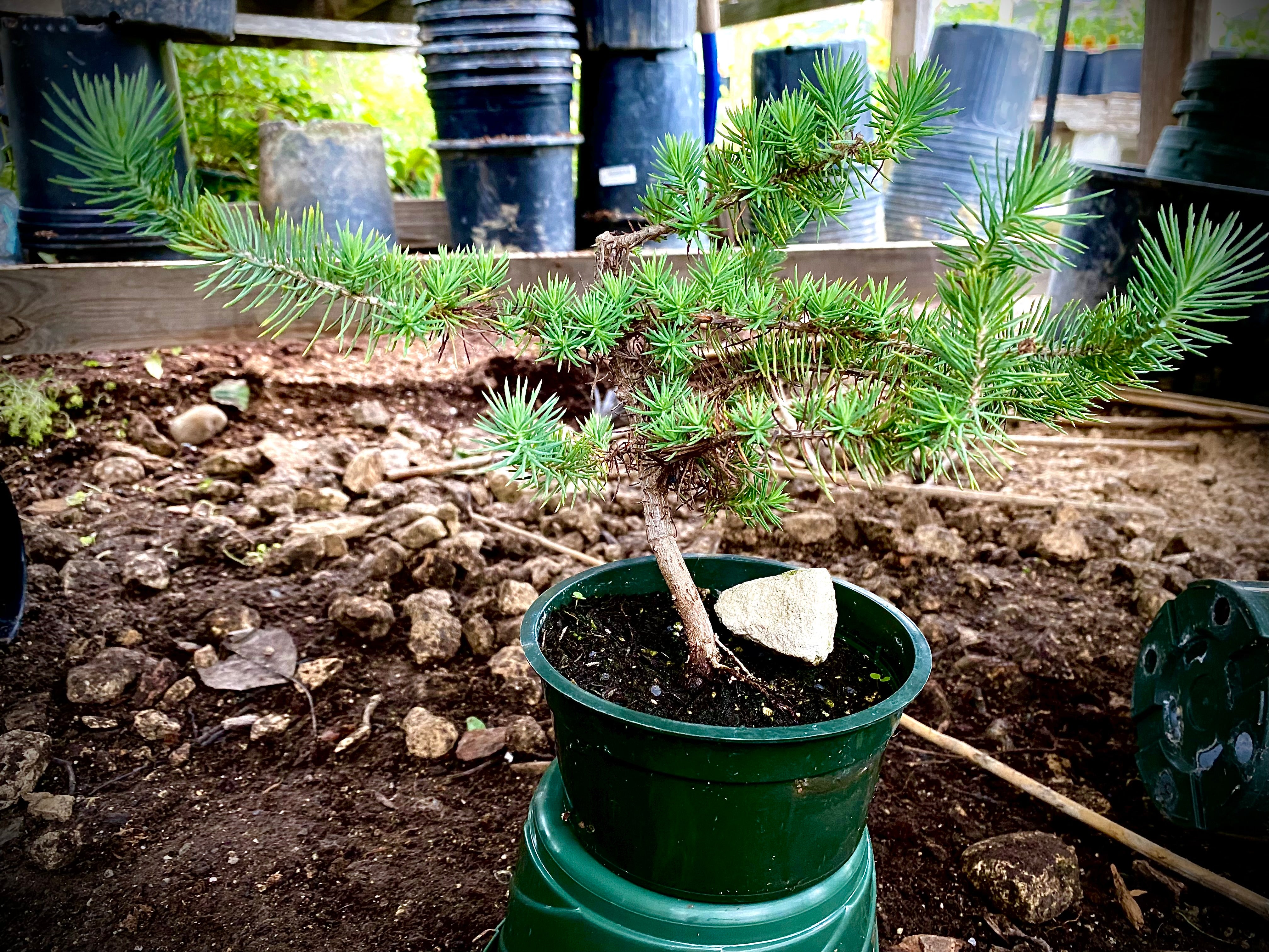 italian stone pine tree bonsai Pinus pinea --Bonsai Pine Nut--