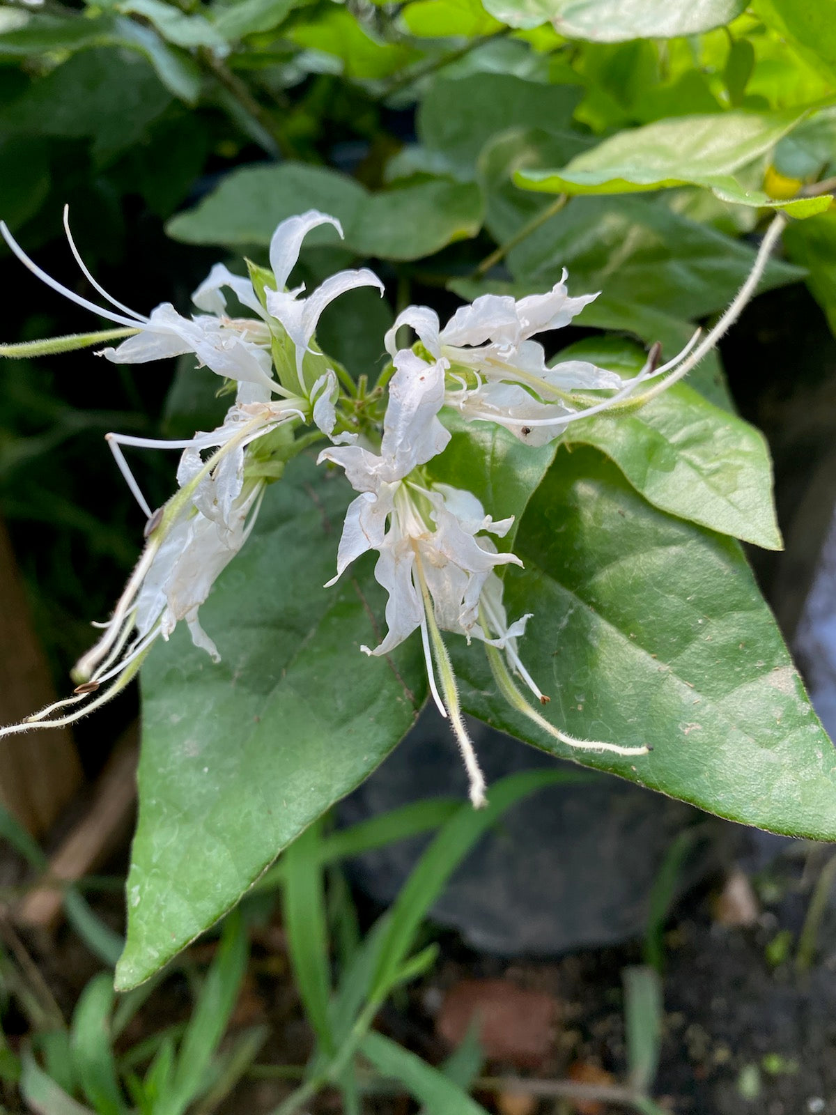 Bauhinia mexicana --Mexican Orchid Tree--