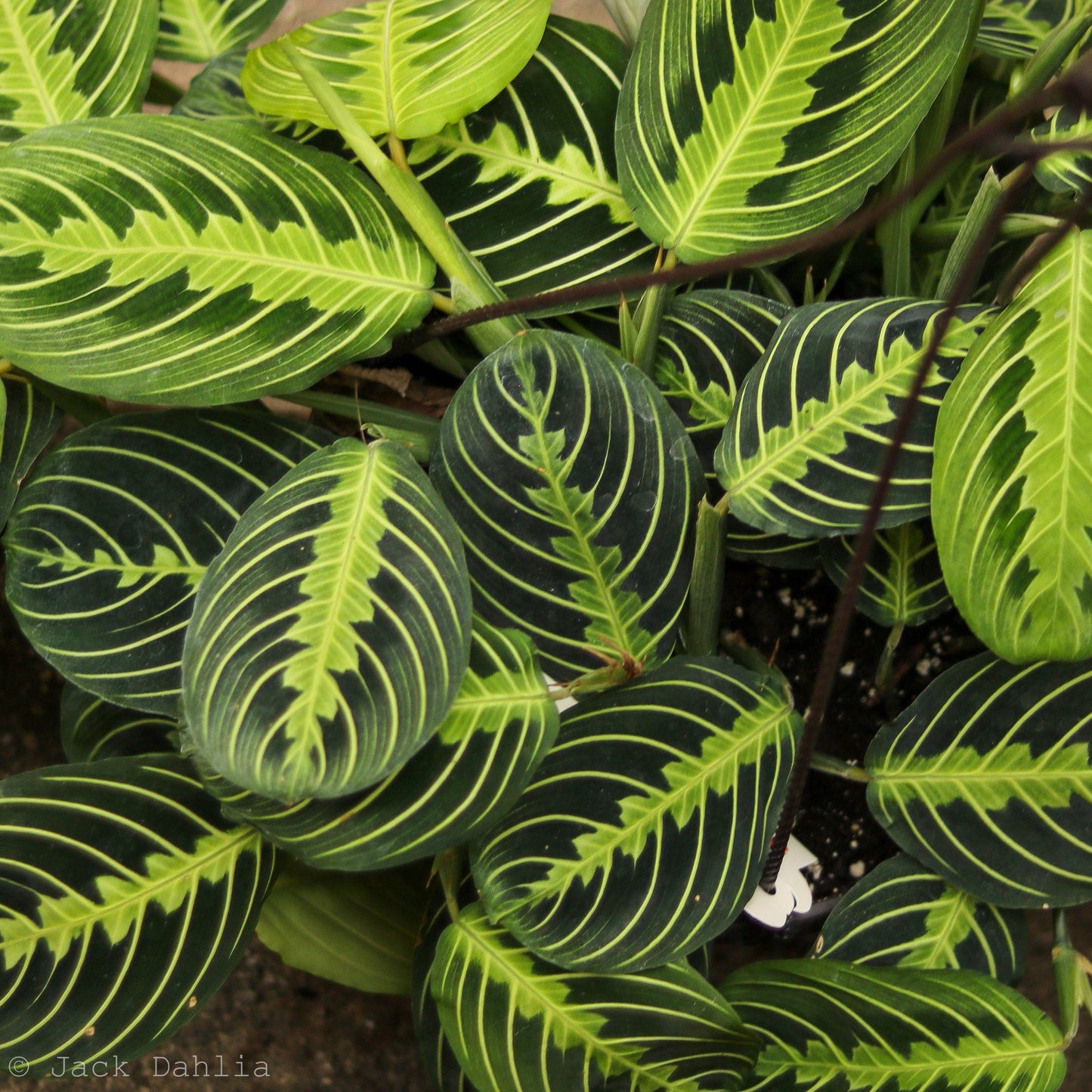 Maranta leuconeura --Lemon Lime Prayer Plant--