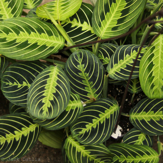 Maranta leuconeura --Lemon Lime Prayer Plant--