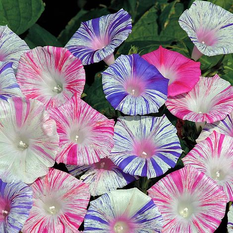MORNING GLORY 'Carnevale di Venezia'