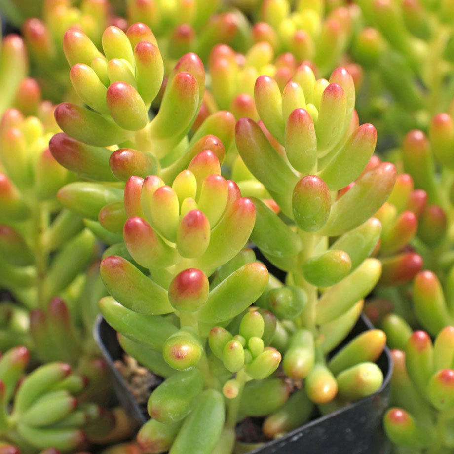 Sedum x rubrotinctum --Jelly Bean--