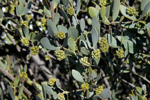 JOJOBA --Simmondsia chinensis--