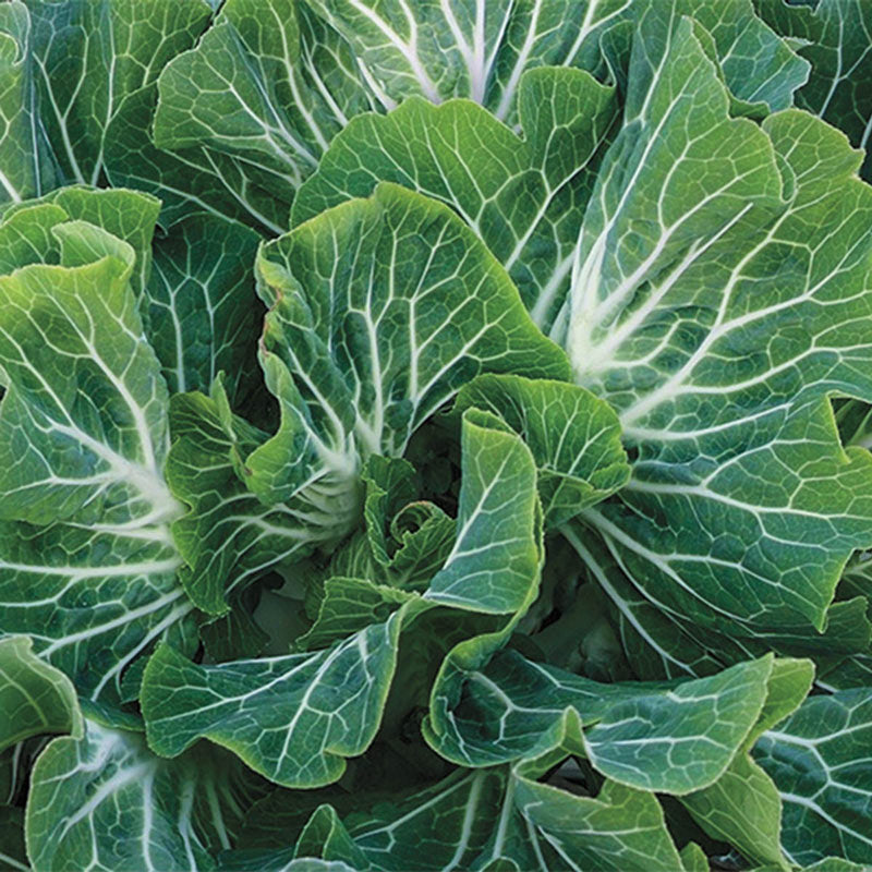 KALE 'Beira Tronchuda'