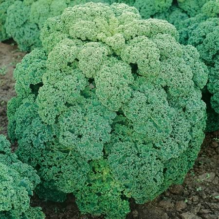 KALE 'Dwarf Green Curled'
