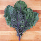 KALE 'Olympic Red'