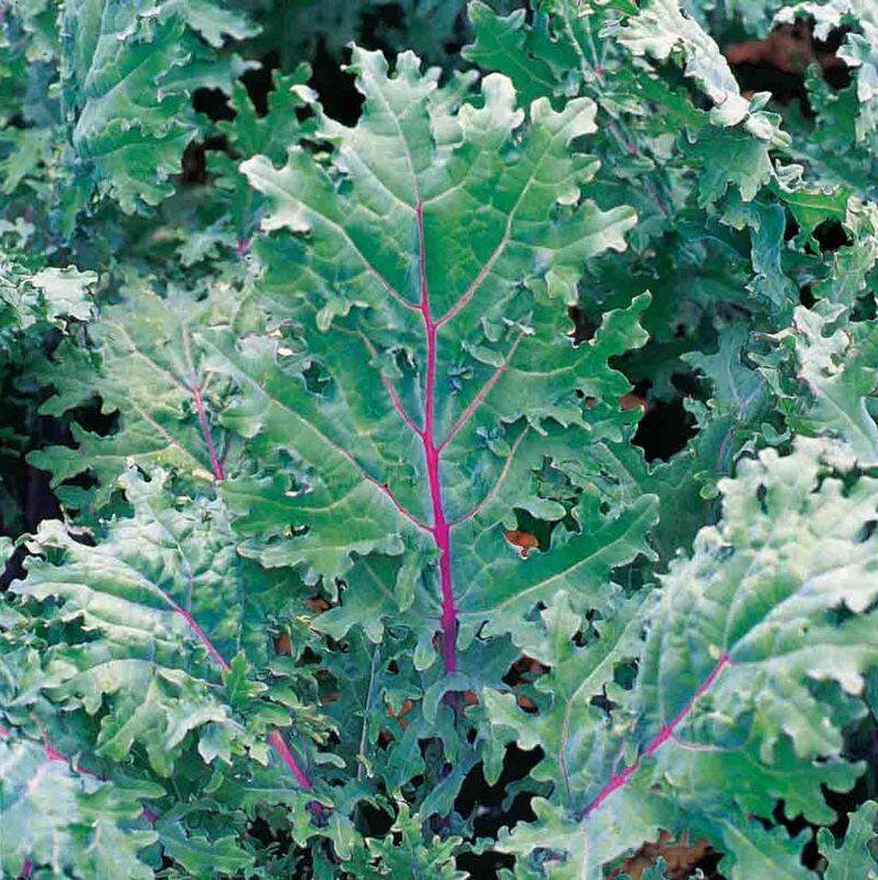KALE 'Red Russian'