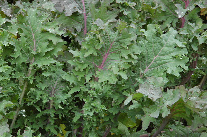 KALE 'Red Ursa Siberian'