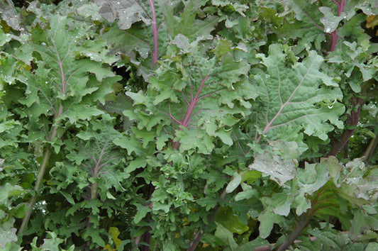 KALE 'Red Ursa Siberian'