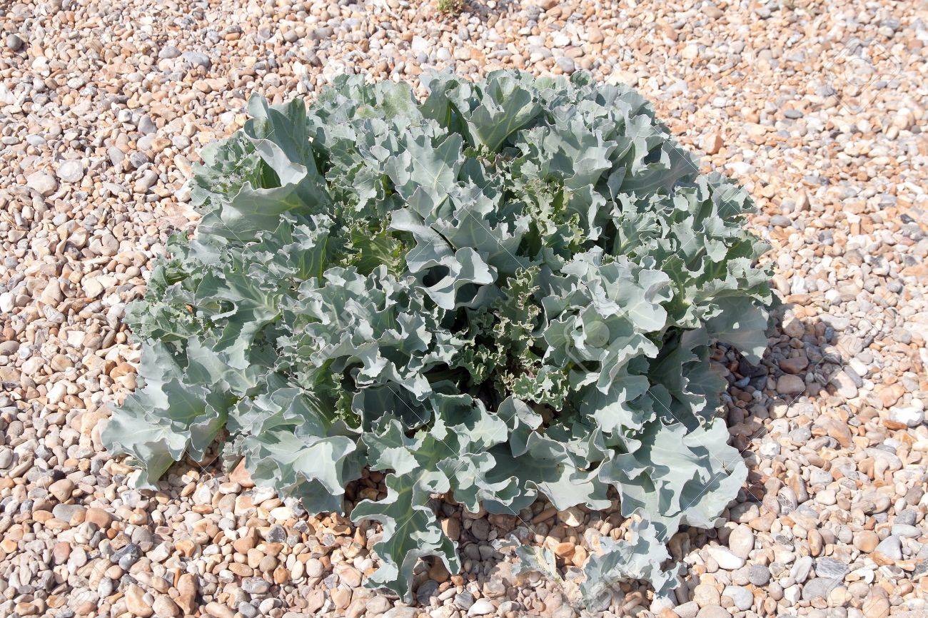 KALE 'Sea' --Crambe maritima--