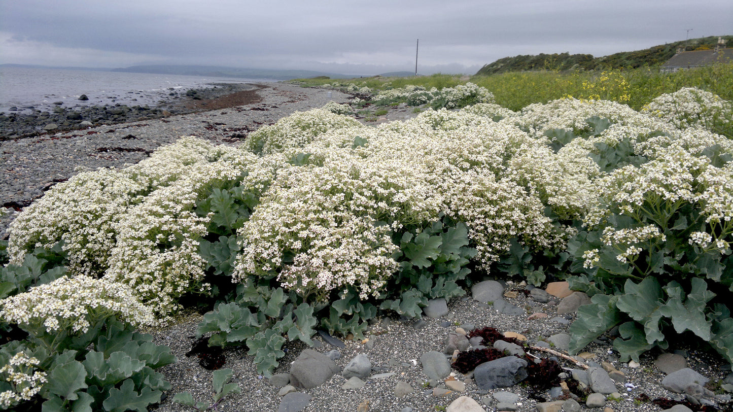 KALE 'Sea' --Crambe maritima--