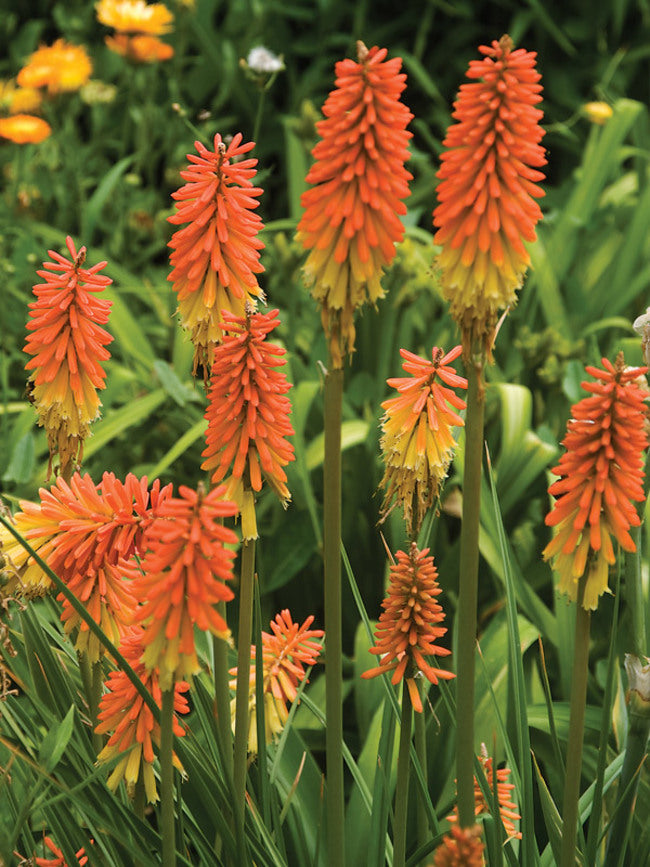 Kniphofia uvaria --Flamenco Red Hot Poker--
