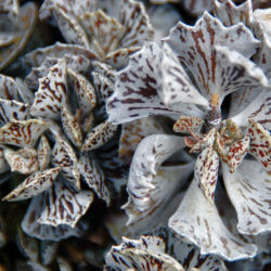 Kalanchoe rhombopilosa --Pies from Heaven--