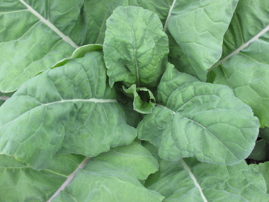 KALE 'Madeley Rounded Leaf'