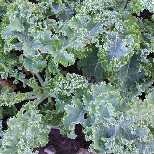 KALE 'Nash's Green'