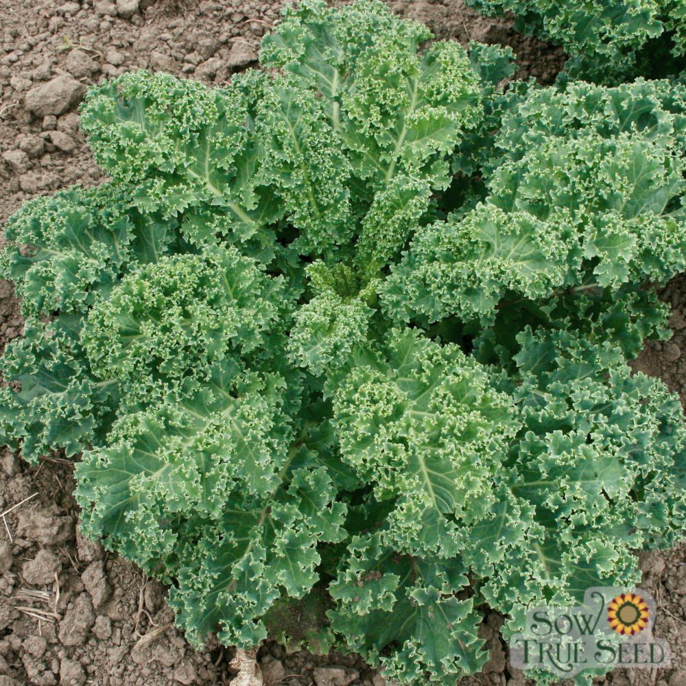 KALE 'Vates'