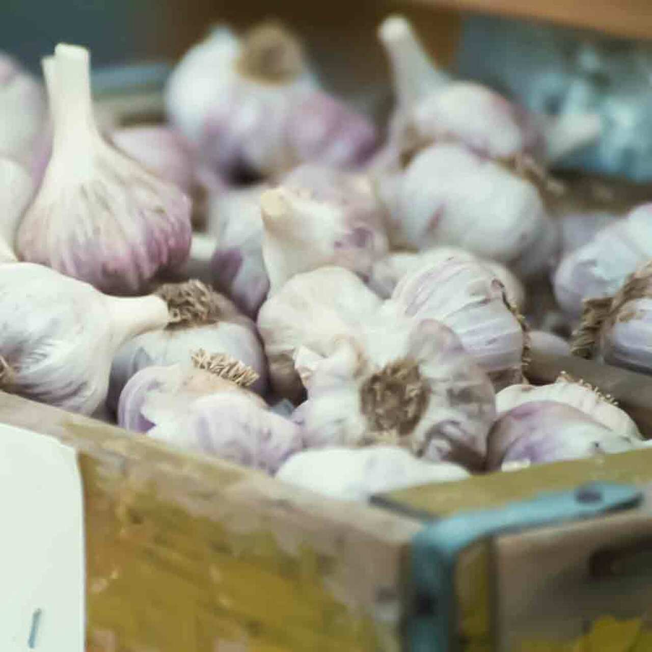 GARLIC 'Killarney Red' --Allium sativum--