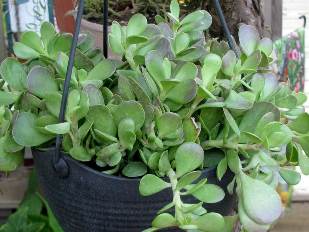 Senecio jacobsenii --Trailing Jade--