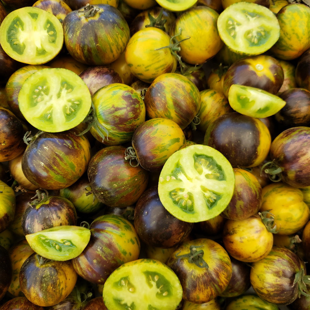 TOMATO 'Kryptonite'