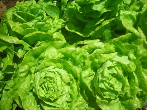 LETTUCE 'Kweik'