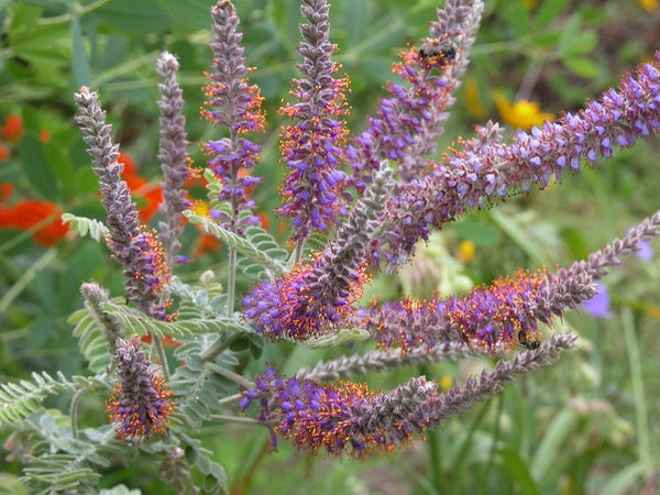 Amorpha canescens --Leadplant--