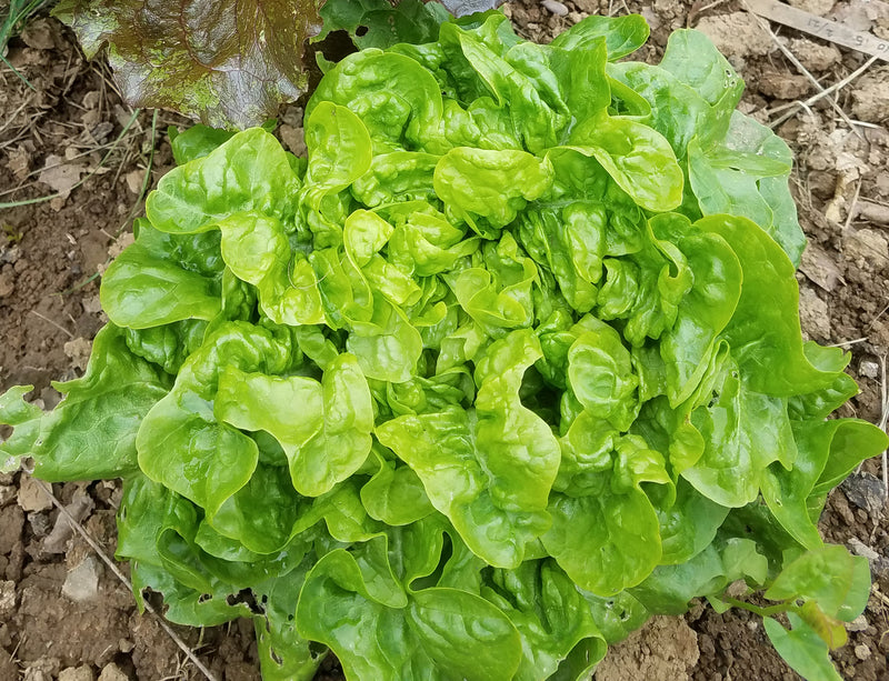 LETTUCE 'Emerald Oak'