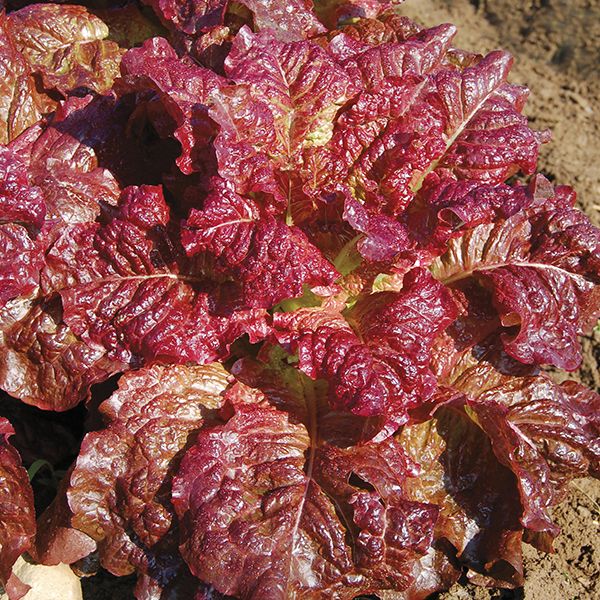 LETTUCE 'Outredgeous'