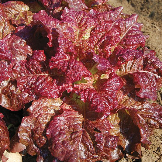 LETTUCE 'Outredgeous'