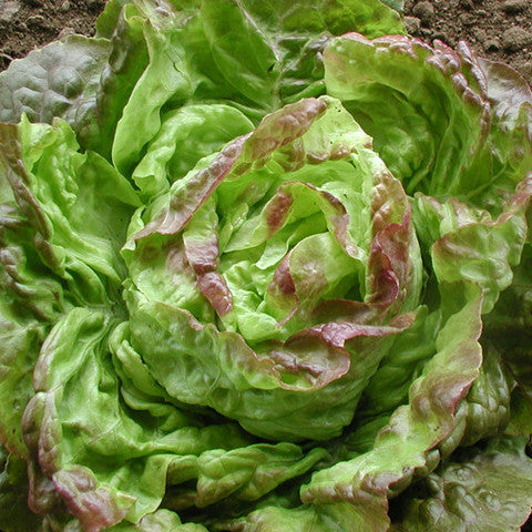 LETTUCE 'Pirat Butterhead'
