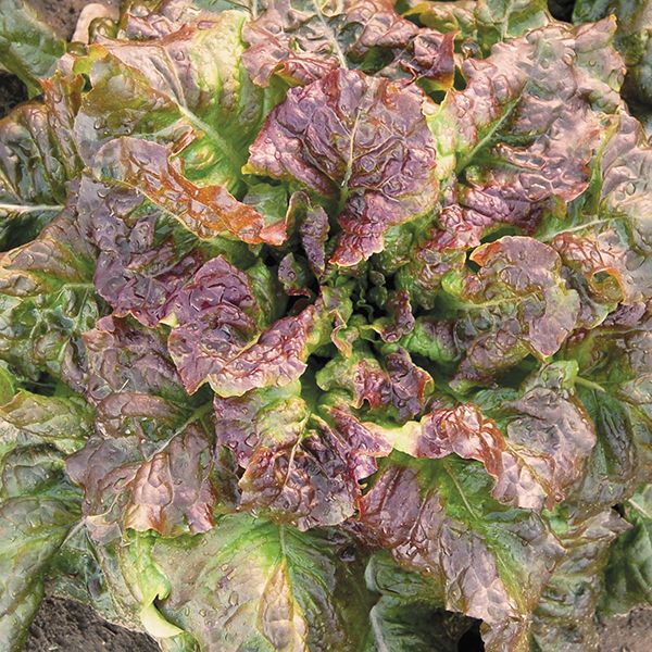 LETTUCE 'Red Tide'