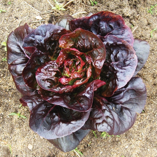 LETTUCE 'Rhazes'