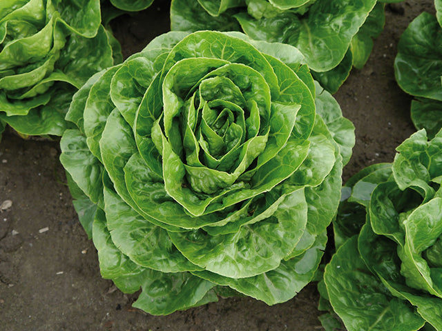 LETTUCE 'Spretnak'