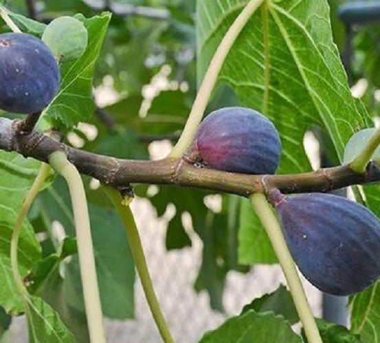 FIG 'LSU Purple' --Ficus carica--