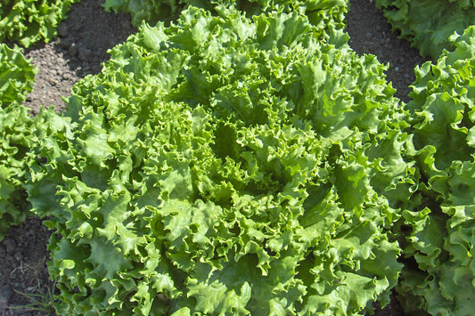 LETTUCE 'Bergam's Green'
