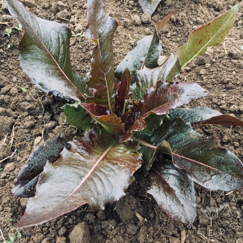 LETTUCE 'Really Red Deer Tongue'