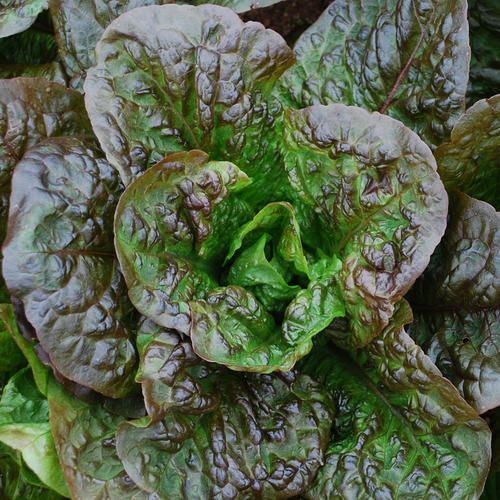 LETTUCE 'Little Leprechaun'