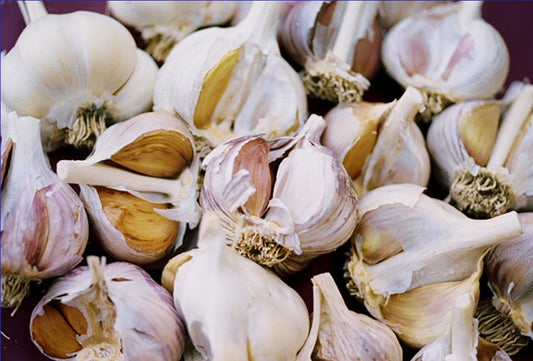 GARLIC 'Lorz Italian' --Allium sativum--