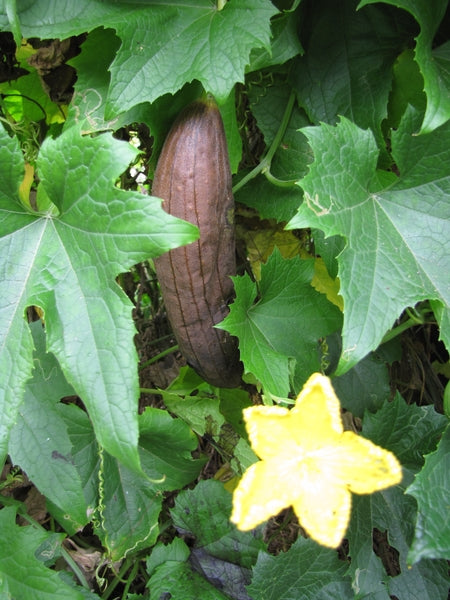 LOOFAH --Luffa aegyptiaca--