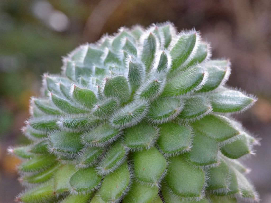 Echeveria setosa --Mexican Firecracker--