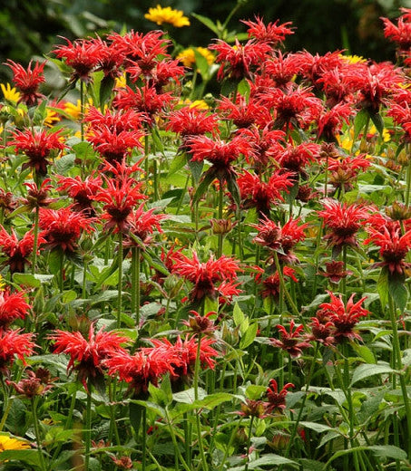 Monarda didyma --Jacob Cline Bee Balm--