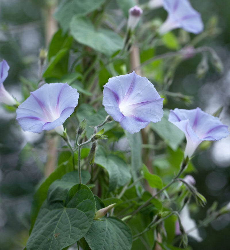 MORNING GLORY 'Dacapo Light Blue'
